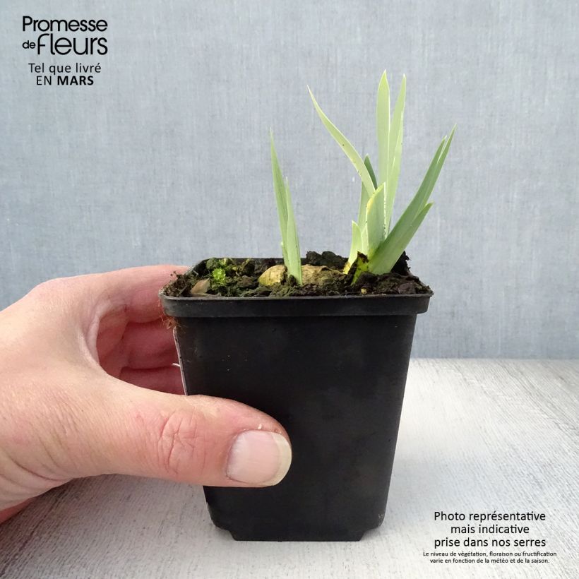 Example of Iris germanica Dame Blanche - Giaggiolo paonazzo Vasetto da 8/9 cm as you get in printemps
