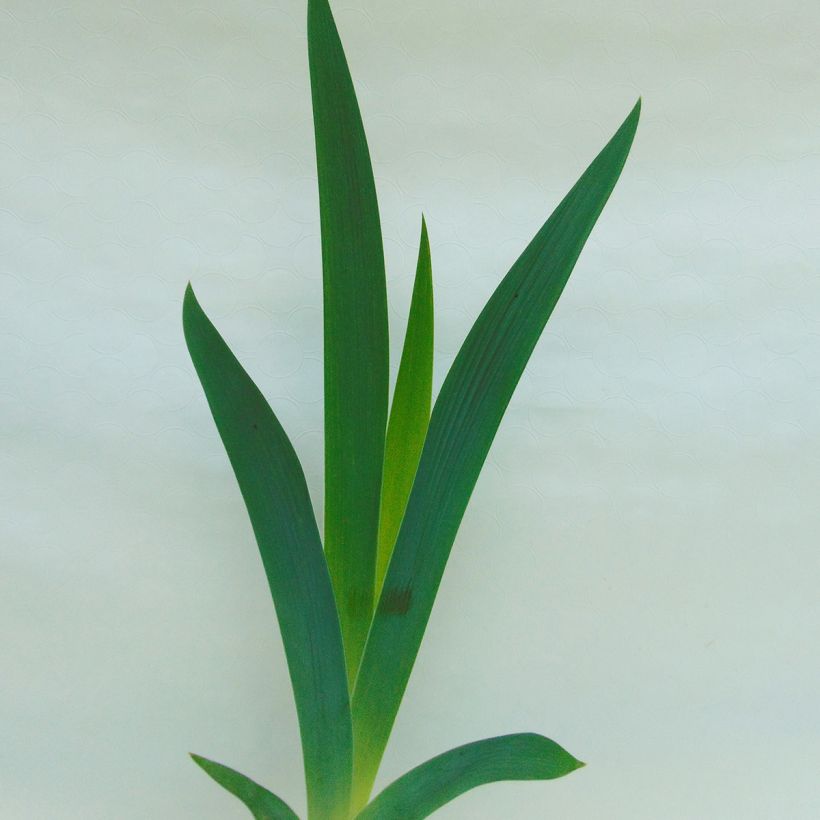 Iris germanica Dame de Coeur - Giaggiolo paonazzo (Foliage)