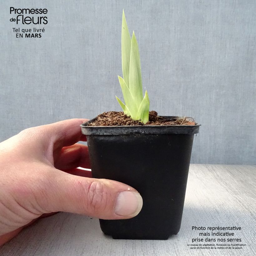 Example of Iris germanica Deep Dark Secret - Giaggiolo paonazzo Vasetto da 8/9 cm as you get in printemps