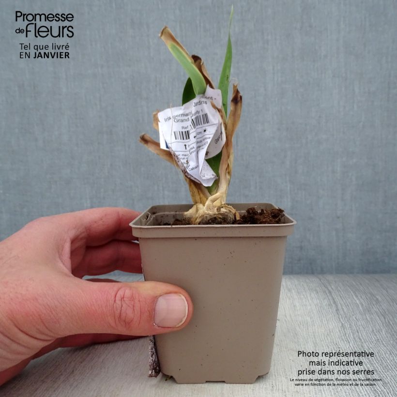 Example of Iris germanica Déguisement - Giaggiolo paonazzo Vasetto da 8/9 cm as you get in hiver