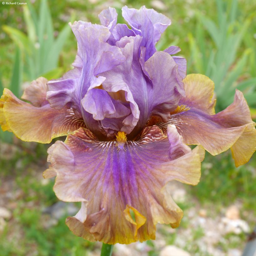Iris germanica Déguisement - Giaggiolo paonazzo (Flowering)
