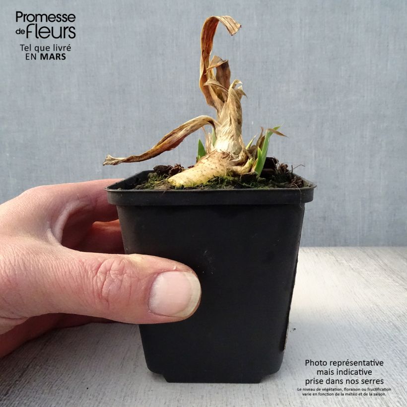 Iris germanica Devil Baby - Giaggiolo paonazzo Vasetto da 8/9 cm esemplare consegnato in primavera