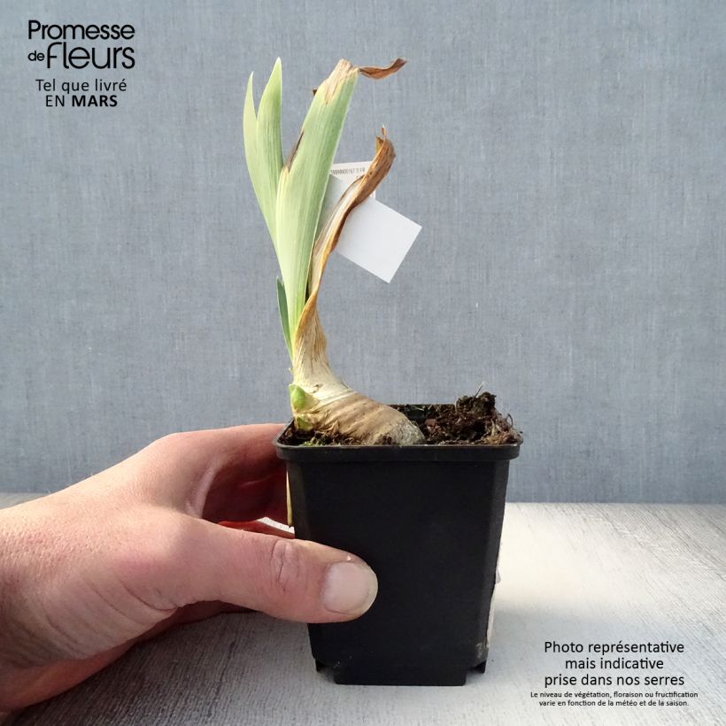 Example of Iris germanica Drama Queen - Giaggiolo paonazzo Vasetto da 8/9 cm as you get in printemps