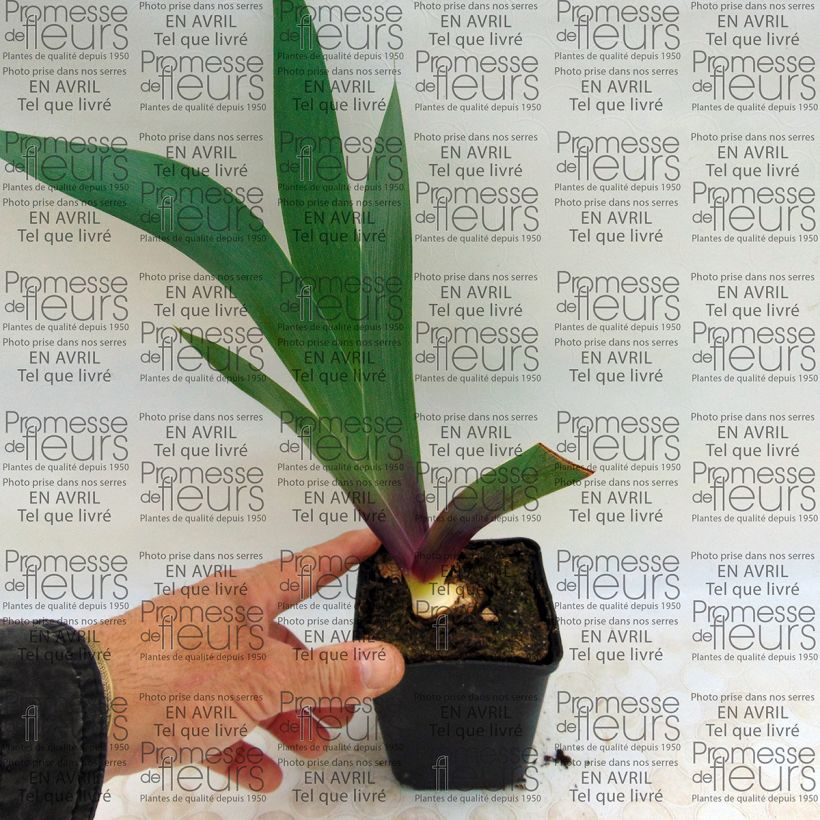 Example of Iris germanica Ecstatic Echo - Giaggiolo paonazzo Vasetto da 8/9 cm as you get