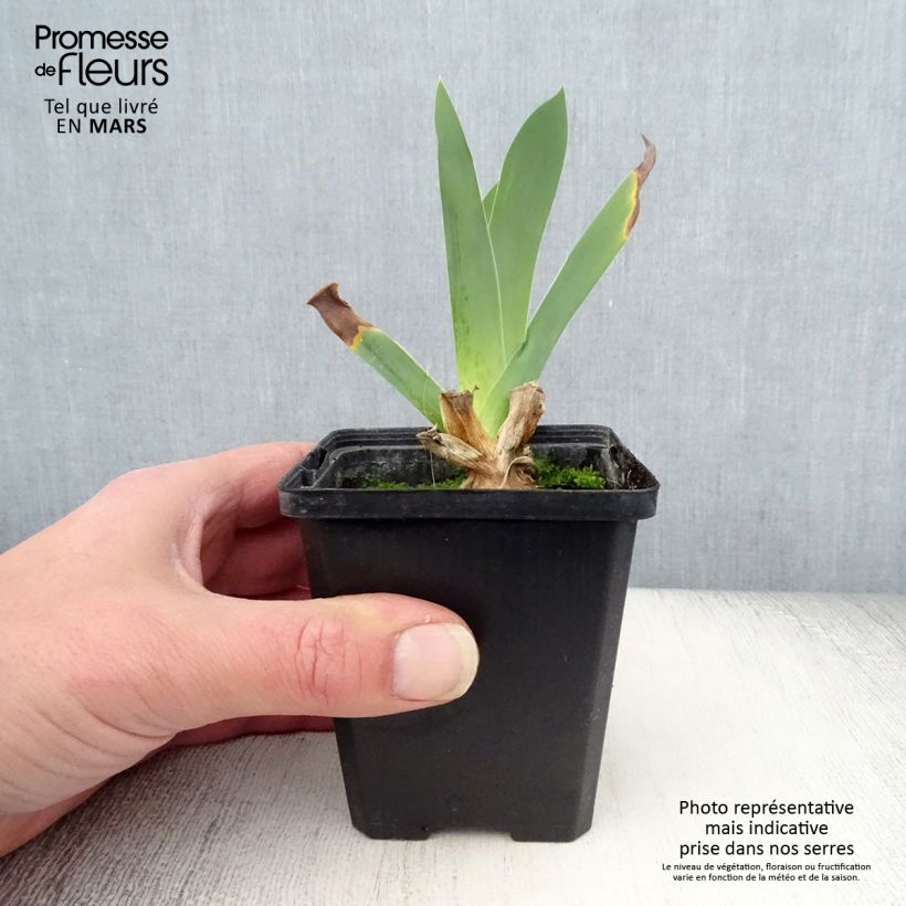 Iris germanica Edith Wolford - Giaggiolo paonazzo Vasetto da 8/9 cm esemplare consegnato in primavera