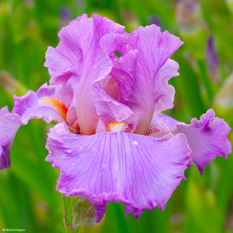 Iris germanica Effrontée - Giaggiolo paonazzo (Fioritura)
