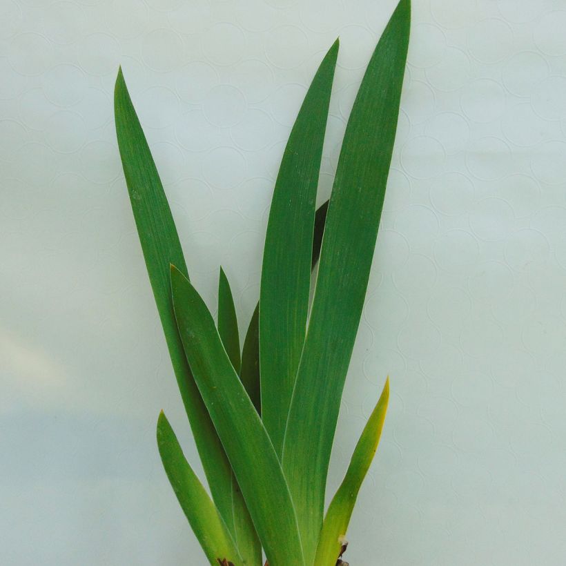 Iris germanica English Charm - Giaggiolo paonazzo (Foliage)
