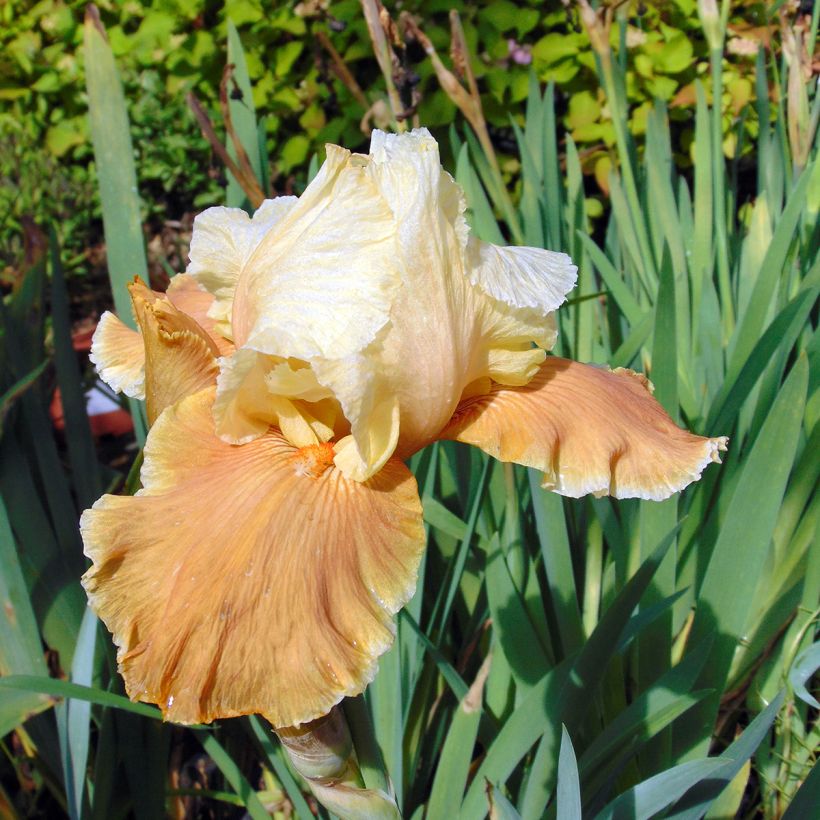 Iris germanica English Charm - Giaggiolo paonazzo (Flowering)
