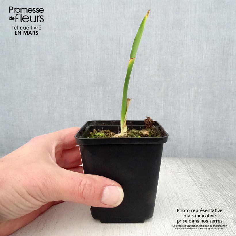 Iris germanicaFiery Temper - Giaggiolo paonazzo, Giaggiolo germanico Vasetto da 8/9 cm esemplare consegnato in primavera