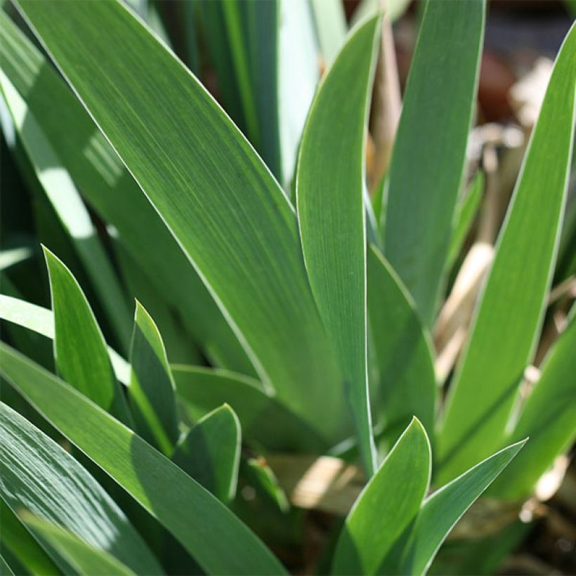 Iris germanica Flamenco - Giaggiolo paonazzo (Foliage)