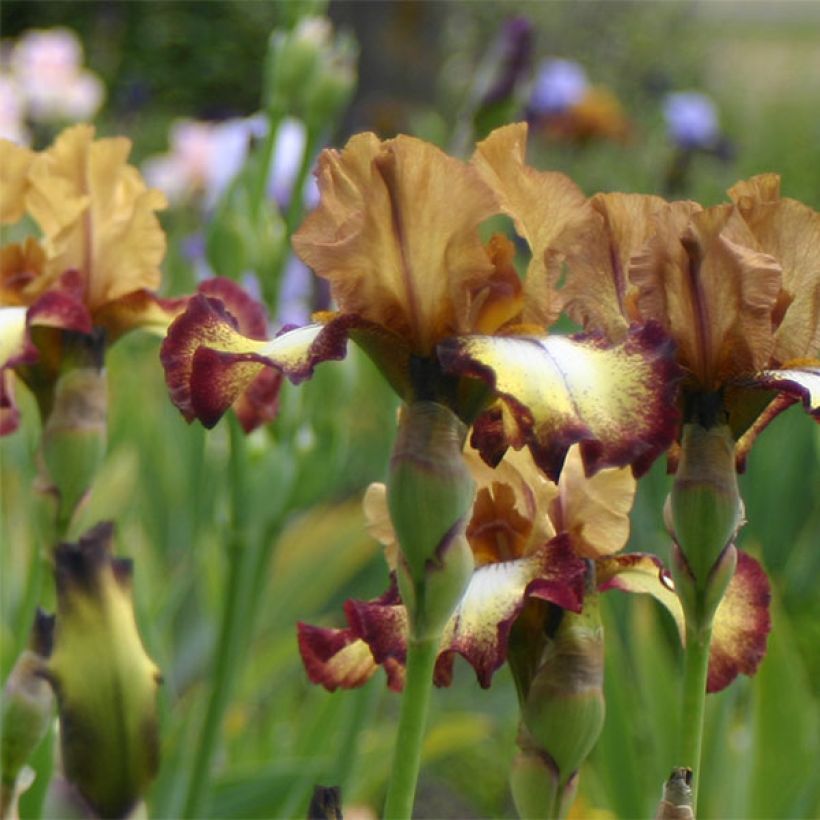 Iris germanica Flamenco - Giaggiolo paonazzo (Flowering)