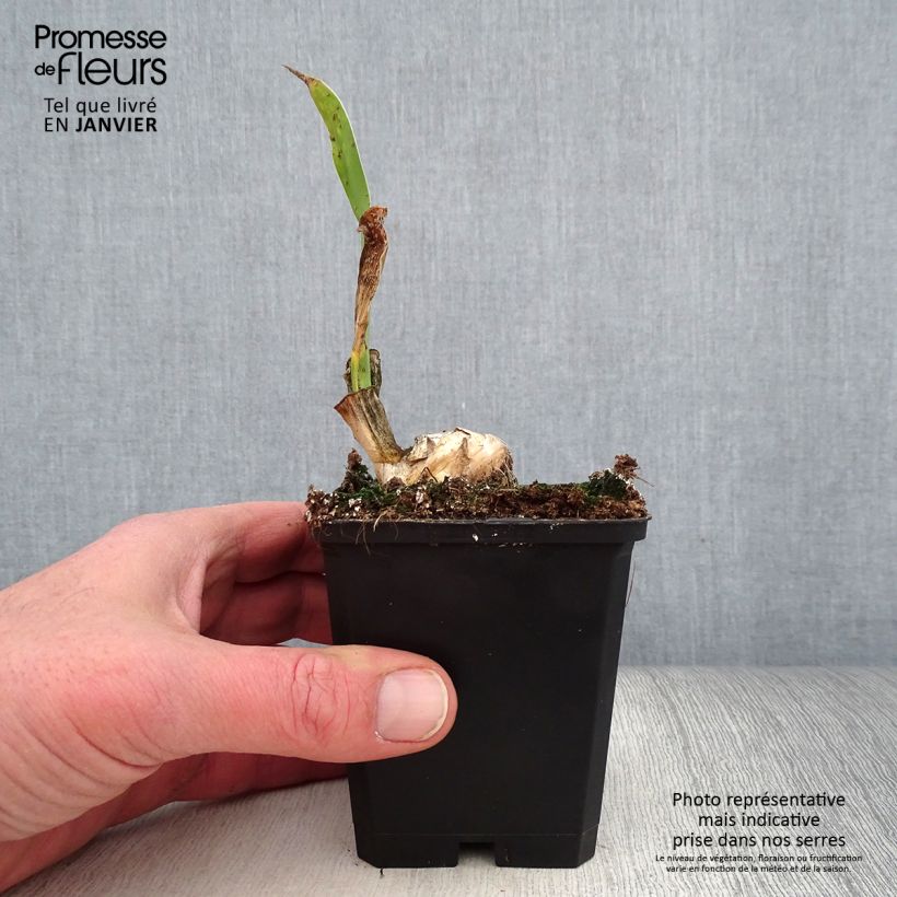 Iris germanica Frappé - Giaggiolo paonazzo Vasetto da 8/9 cm esemplare consegnato in inverno