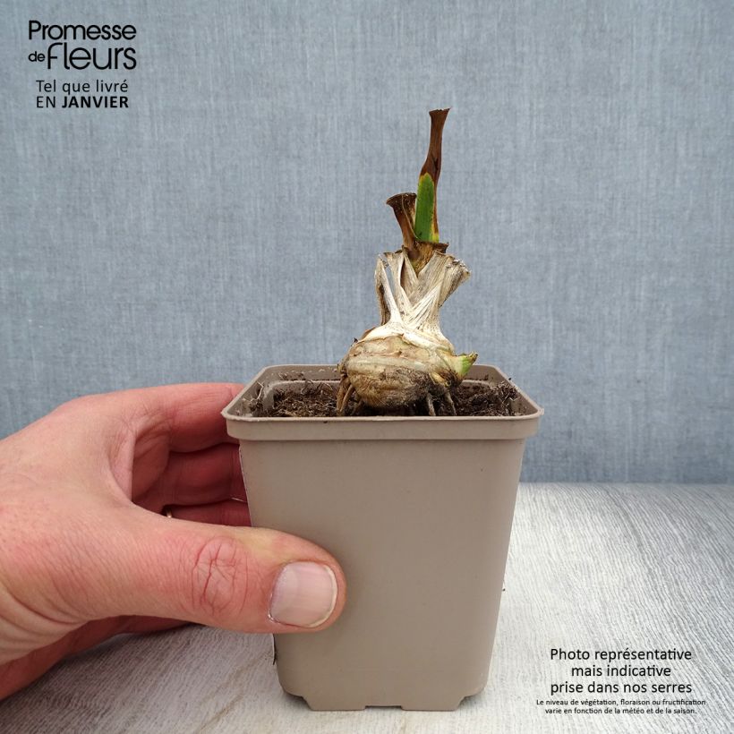 Iris germanica Fringe of Gold - Giaggiolo paonazzo Vasetto da 8/9 cm esemplare consegnato in inverno