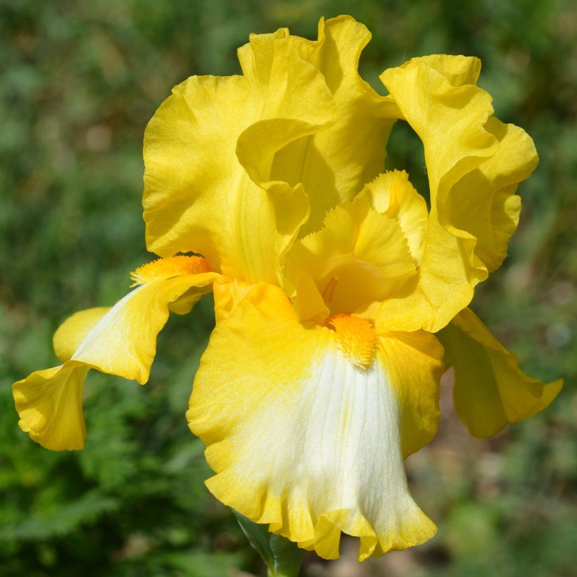 Iris germanica Fringe of Gold - Giaggiolo paonazzo (Fioritura)