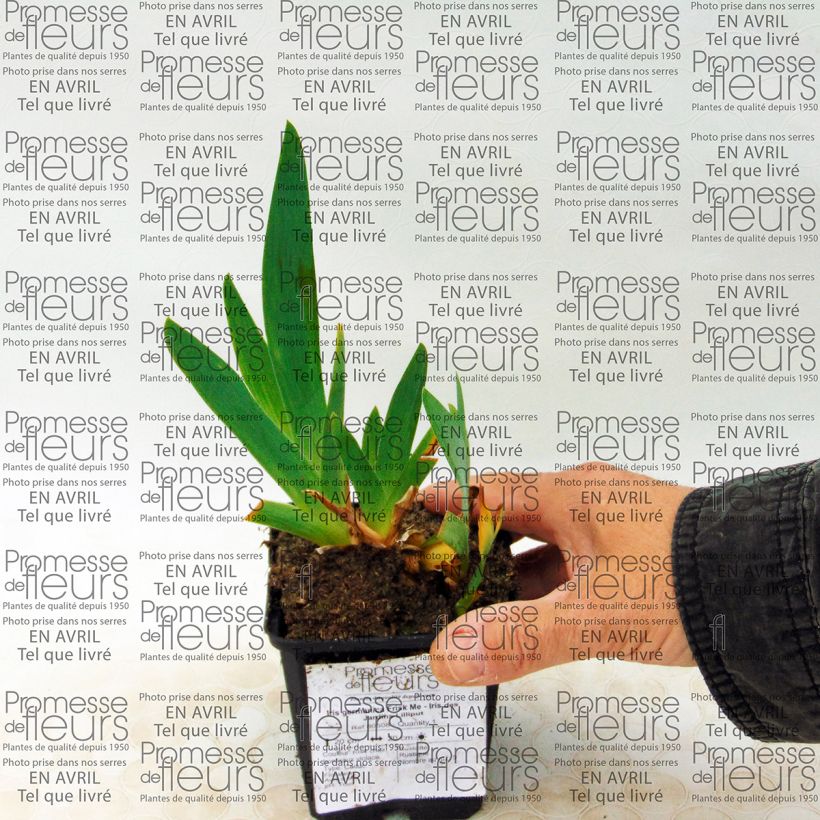 Esempio di esemplare Iris germanica Frisk Me - Giaggiolo paonazzo Vasetto da 8/9 cm come consegnato