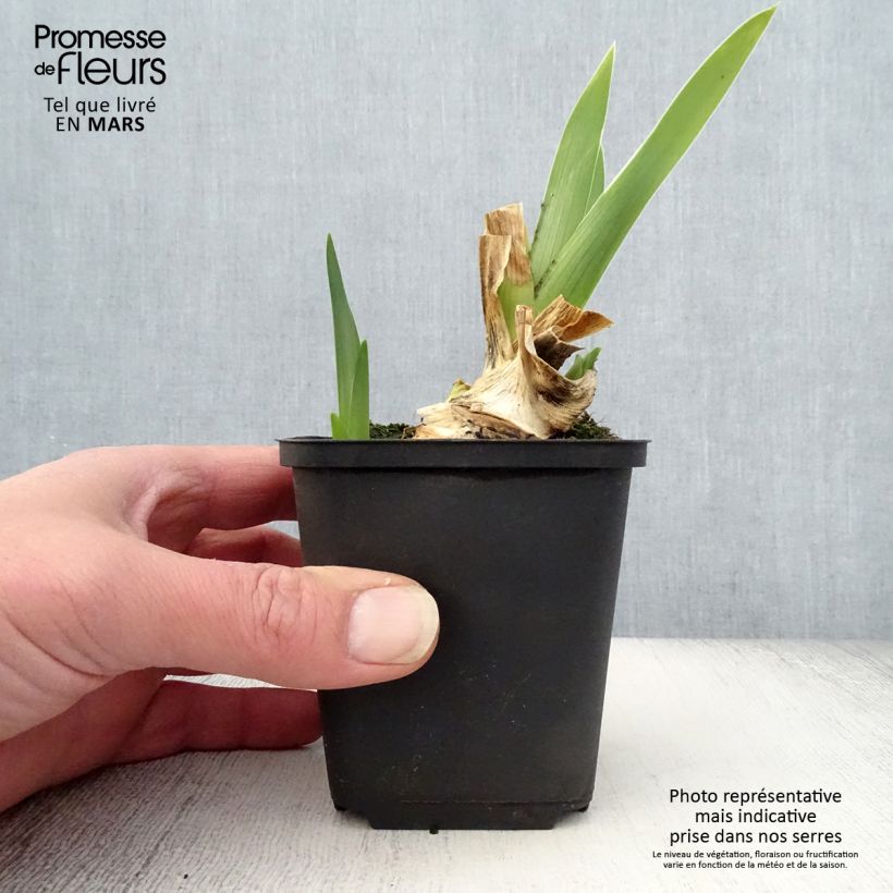 Example of Iris germanica Galopade - Giaggiolo paonazzo Vasetto da 8/9 cm as you get in printemps