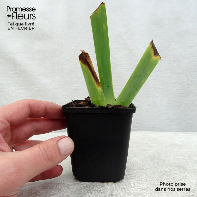 Example of Iris germanica Ghost Train - Giaggiolo paonazzo Vasetto da 8/9 cm as you get in hiver