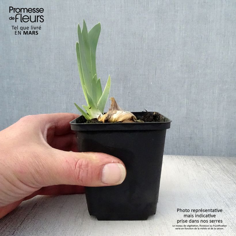 Example of Iris germanica Gnu Blues - Giaggiolo paonazzo Vasetto da 8/9 cm as you get in printemps