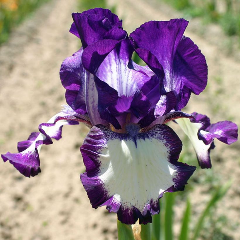 Iris germanica Going My Way - Giaggiolo paonazzo (Flowering)