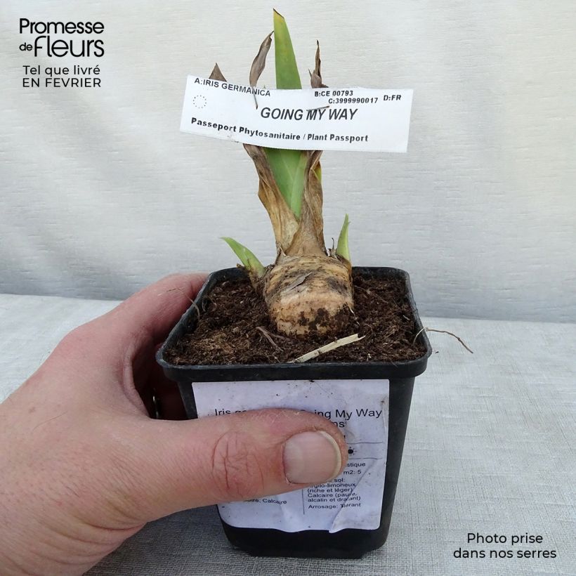 Example of Iris germanica Going My Way - Giaggiolo paonazzo Vasetto da 8/9 cm as you get in hiver