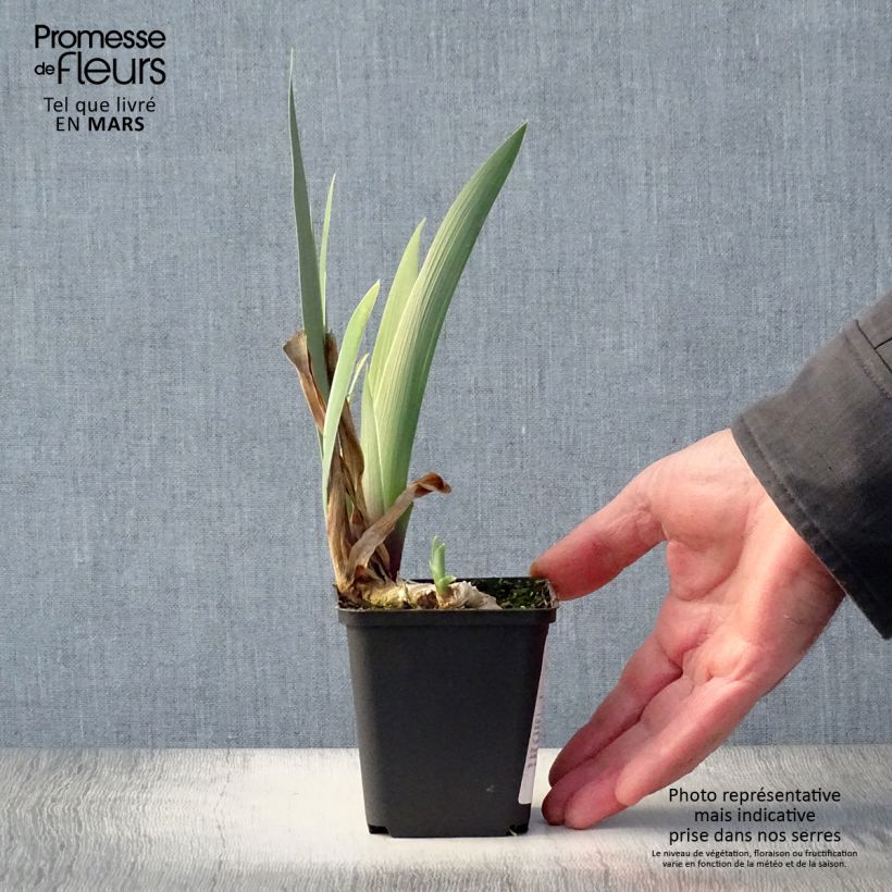 Iris germanica Golden Immortal - Giaggiolo paonazzo Vasetto da 8/9 cm esemplare consegnato in primavera