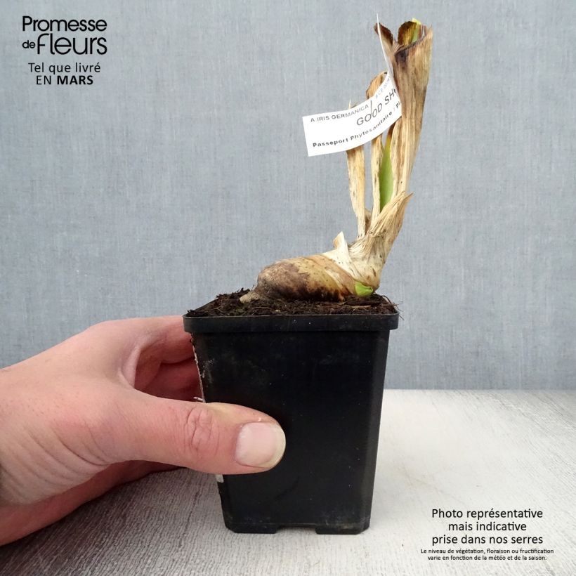 Example of Iris germanica Good Show - Giaggiolo paonazzo Vasetto da 8/9 cm as you get in printemps