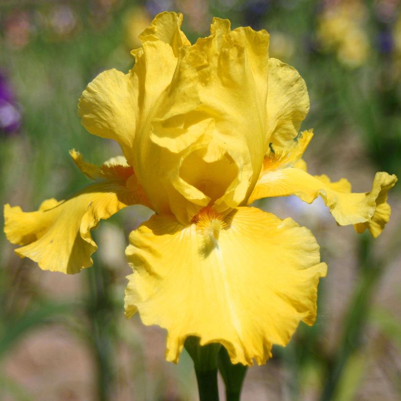 Iris germanica Grand Canari - Giaggiolo paonazzo (Flowering)