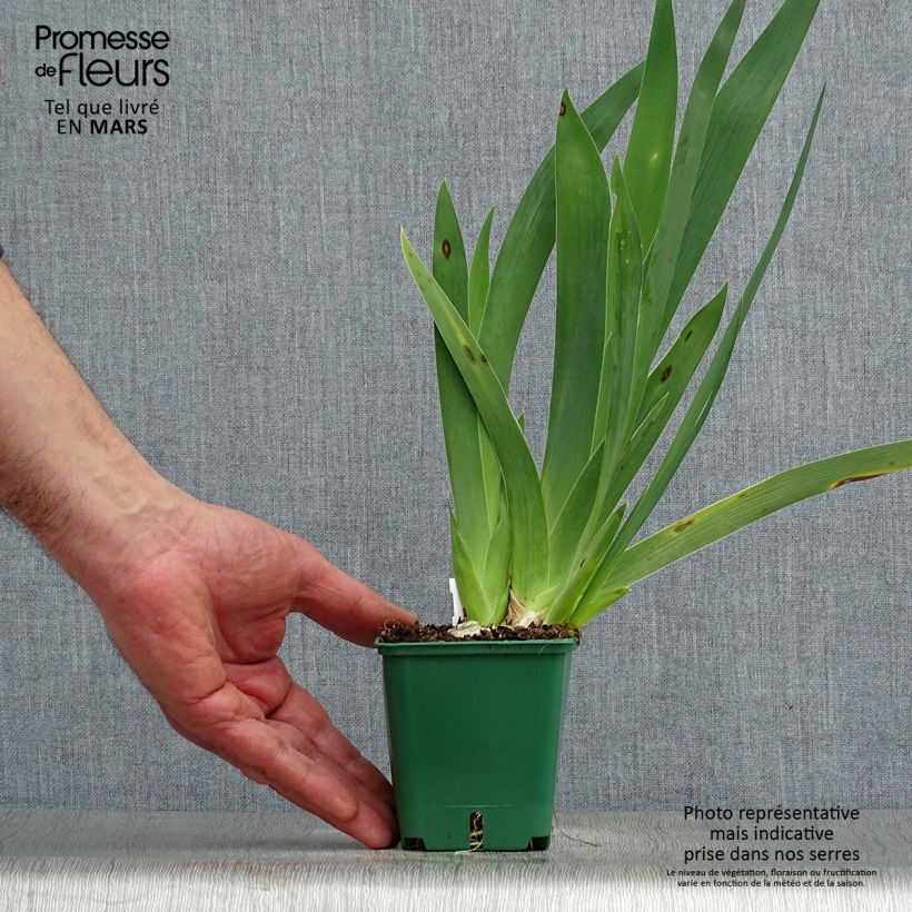 Iris germanica Harbor Blue - Giaggiolo paonazzo Rizoma, misura 4/6 esemplare consegnato in primavera