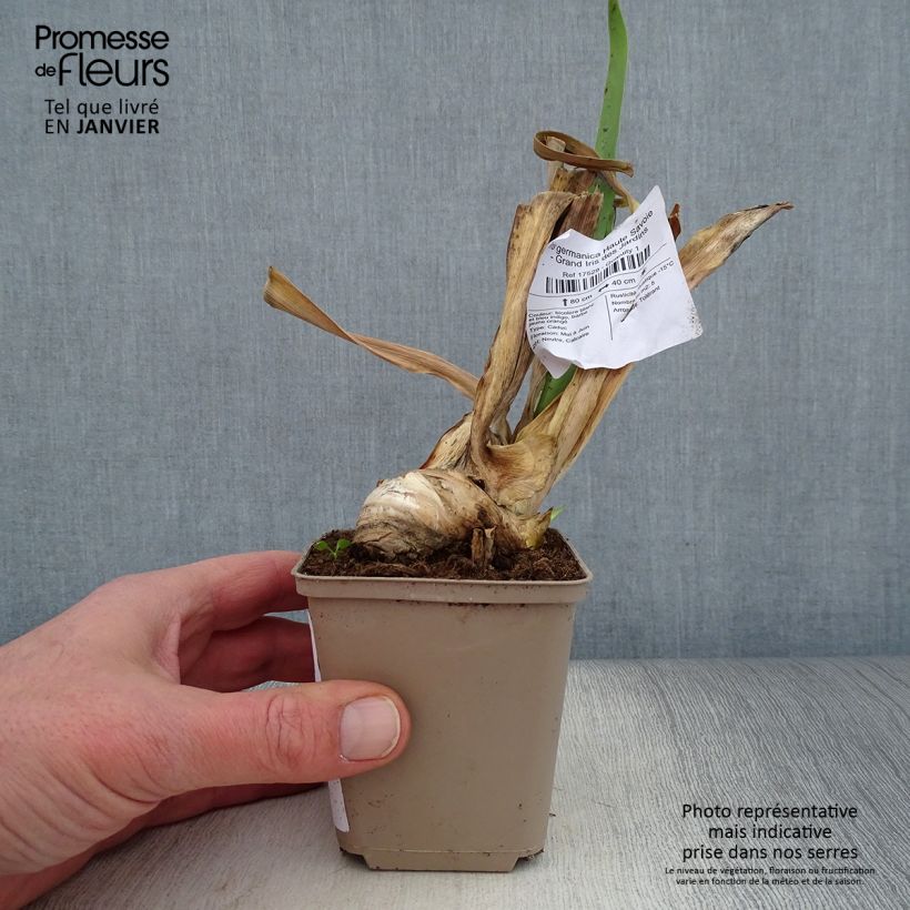 Example of Iris germanica Haute Savoie - Giaggiolo paonazzo Vasetto da 8/9 cm as you get in hiver