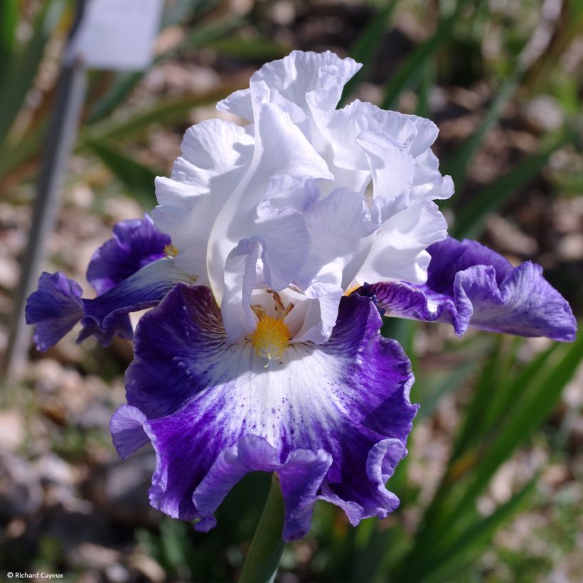 Iris germanica Haute Savoie - Giaggiolo paonazzo (Flowering)