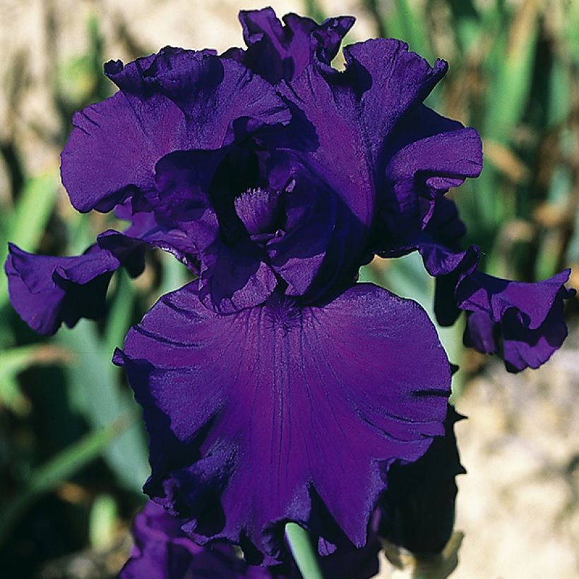 Iris germanica High Stakes - Giaggiolo paonazzo (Fioritura)