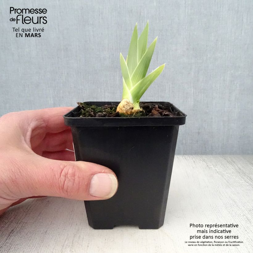 Iris germanica High Stakes - Giaggiolo paonazzo Vasetto da 8/9 cm esemplare consegnato in primavera