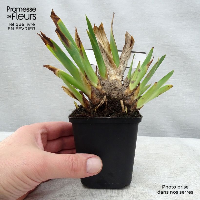 Iris germanica Huckleberry Fudge - Giaggiolo paonazzo Vasetto da 8/9 cm esemplare consegnato in inverno