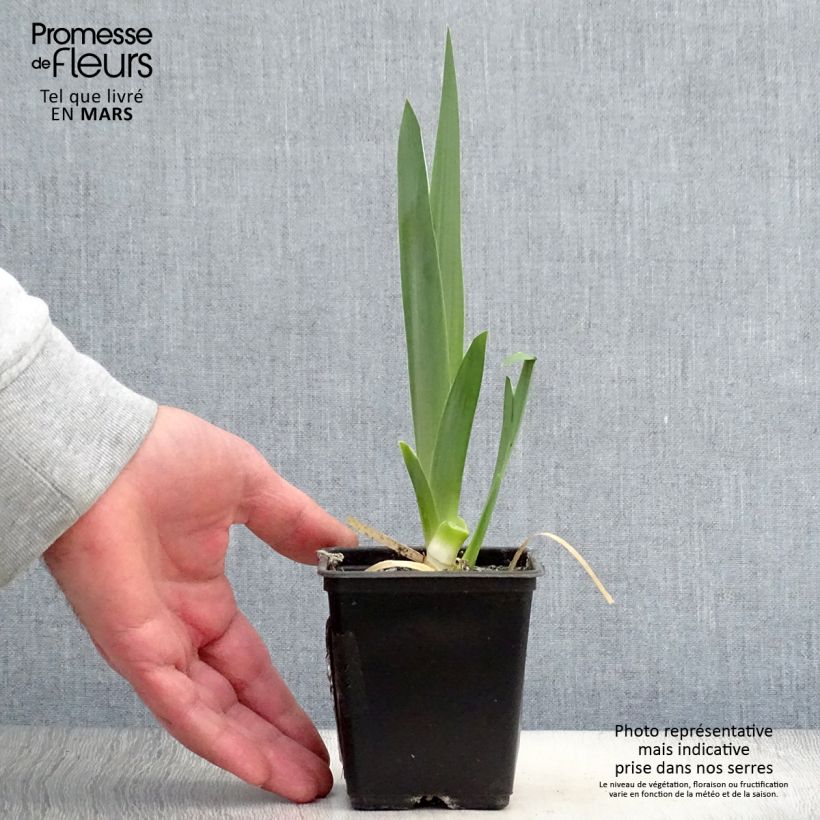 Example of Iris germanica Hysteria - Giaggiolo paonazzo Vasetto da 8/9 cm as you get in printemps