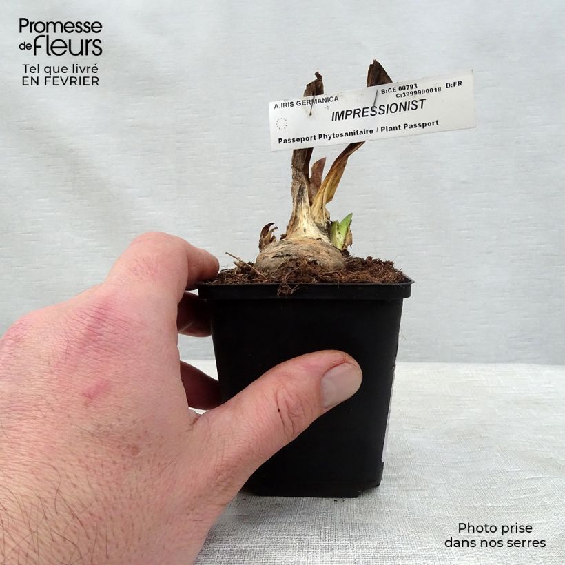 Example of Iris germanica Impressionist - Giaggiolo paonazzo Vasetto da 8/9 cm as you get in hiver