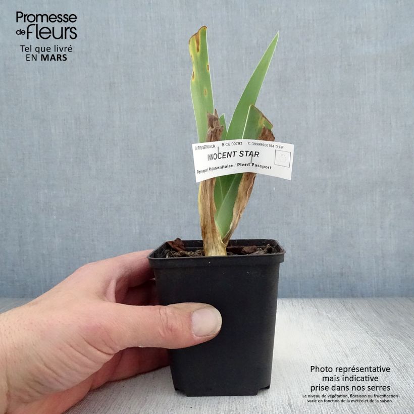 Example of Iris germanica Innocent Star - Giaggiolo paonazzo Vasetto da 8/9 cm as you get in printemps