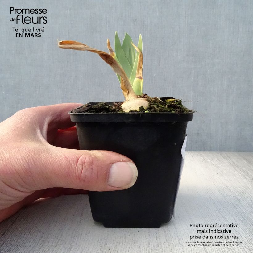 Iris germanica Irisades - Giaggiolo paonazzo Vasetto da 8/9 cm esemplare consegnato in primavera