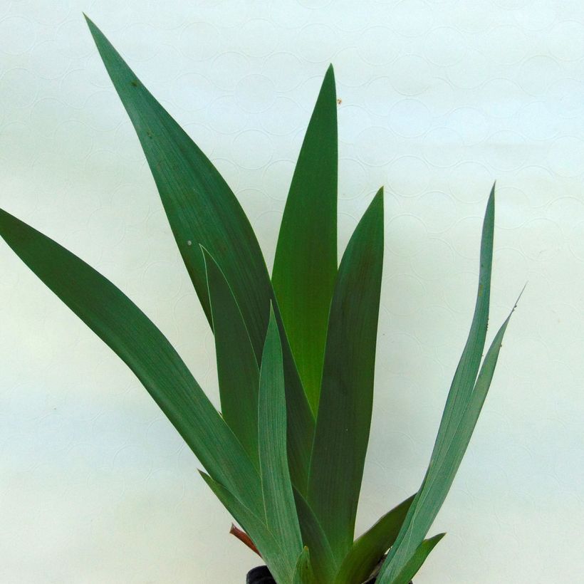 Iris germanica Jazz Festival - Giaggiolo paonazzo (Foliage)