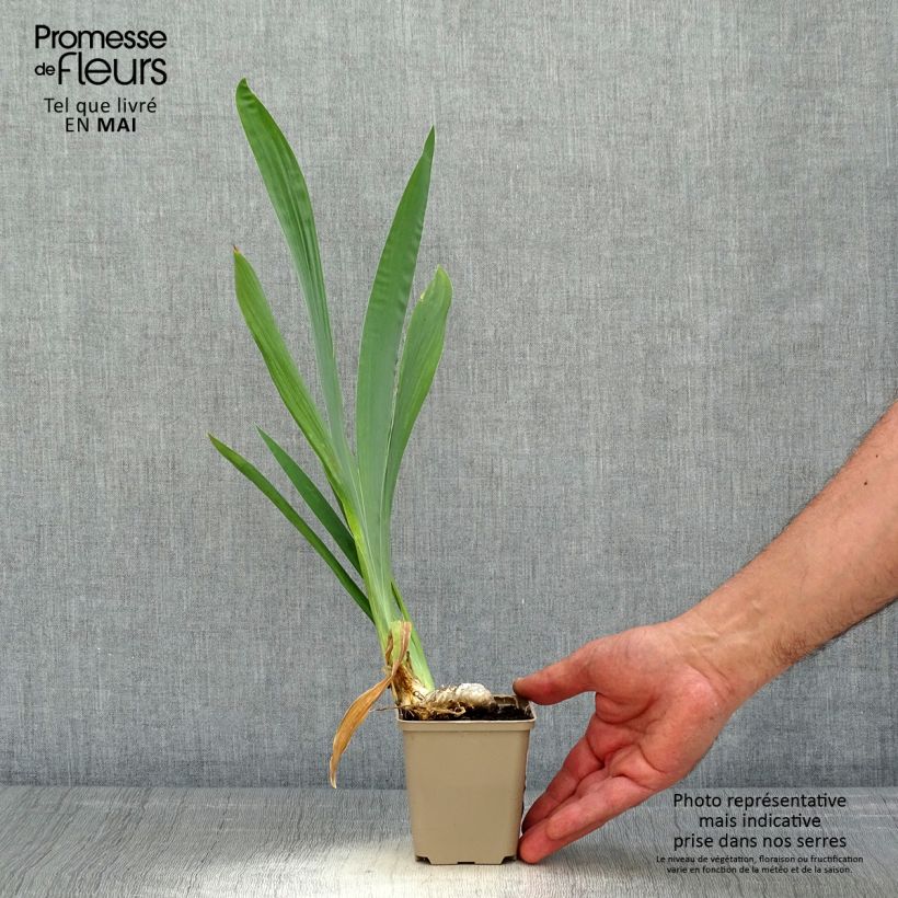 Example of Iris germanica Je Vole - Giaggiolo paonazzo Vasetto da 8/9 cm as you get in printemps