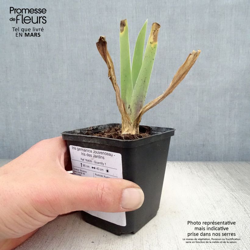 Example of Iris germanica Jouvenceau - Giaggiolo paonazzo Rizoma, misura 10/15, qualità extra as you get in printemps