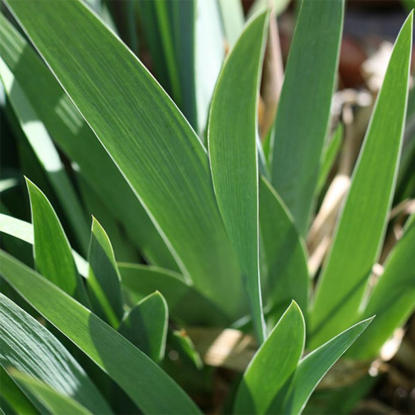 Iris germanica Katty Petts - Giaggiolo paonazzo (Foliage)