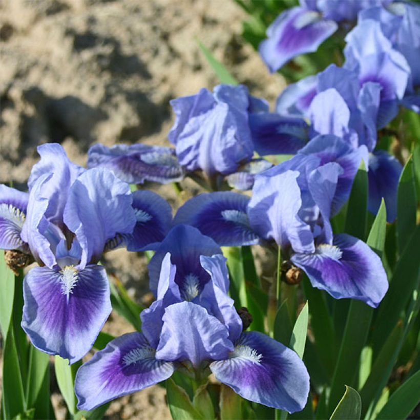 Iris germanica Katty Petts - Giaggiolo paonazzo (Flowering)