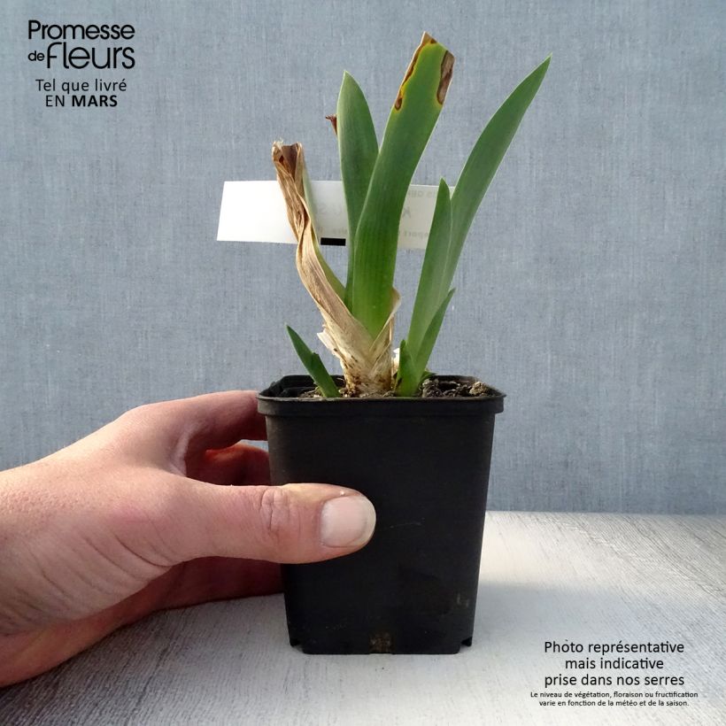 Example of Iris germanica Kingajou Shrew - Giaggiolo paonazzo Vasetto da 8/9 cm as you get in printemps