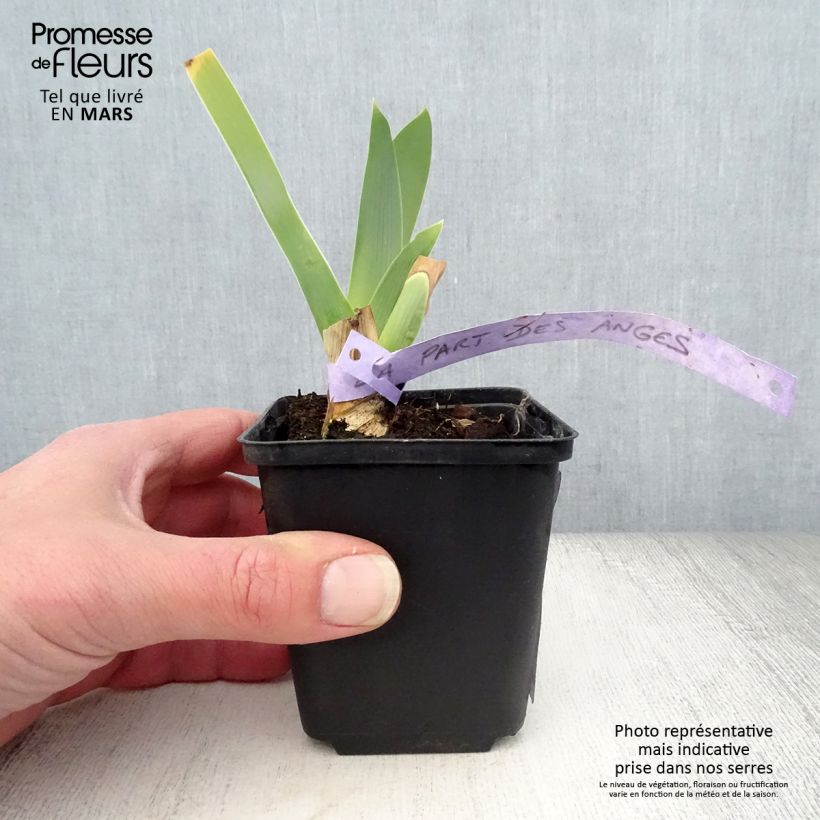 Example of Iris germanica La part des Anges - Giaggiolo paonazzo Vasetto da 8/9 cm as you get in printemps