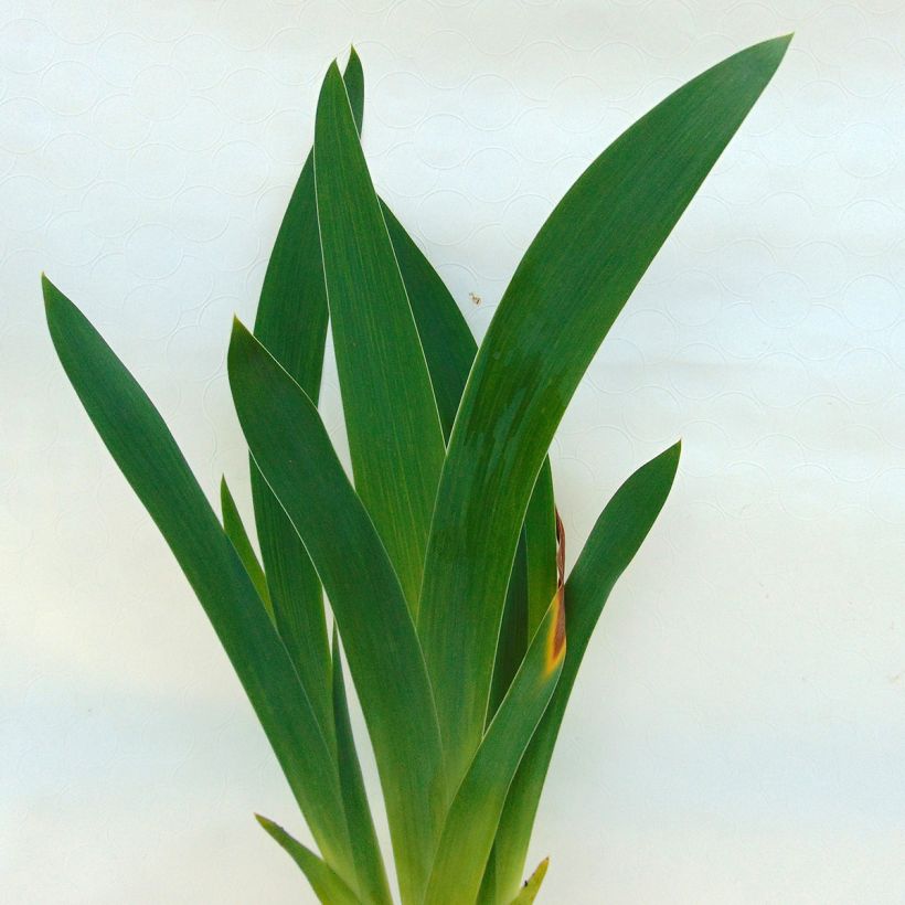 Iris germanica Lady Friend - Giaggiolo paonazzo (Foliage)