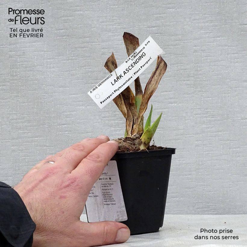Example of Iris germanica Lark Ascending - Giaggiolo paonazzo Vasetto da 8/9 cm as you get in hiver