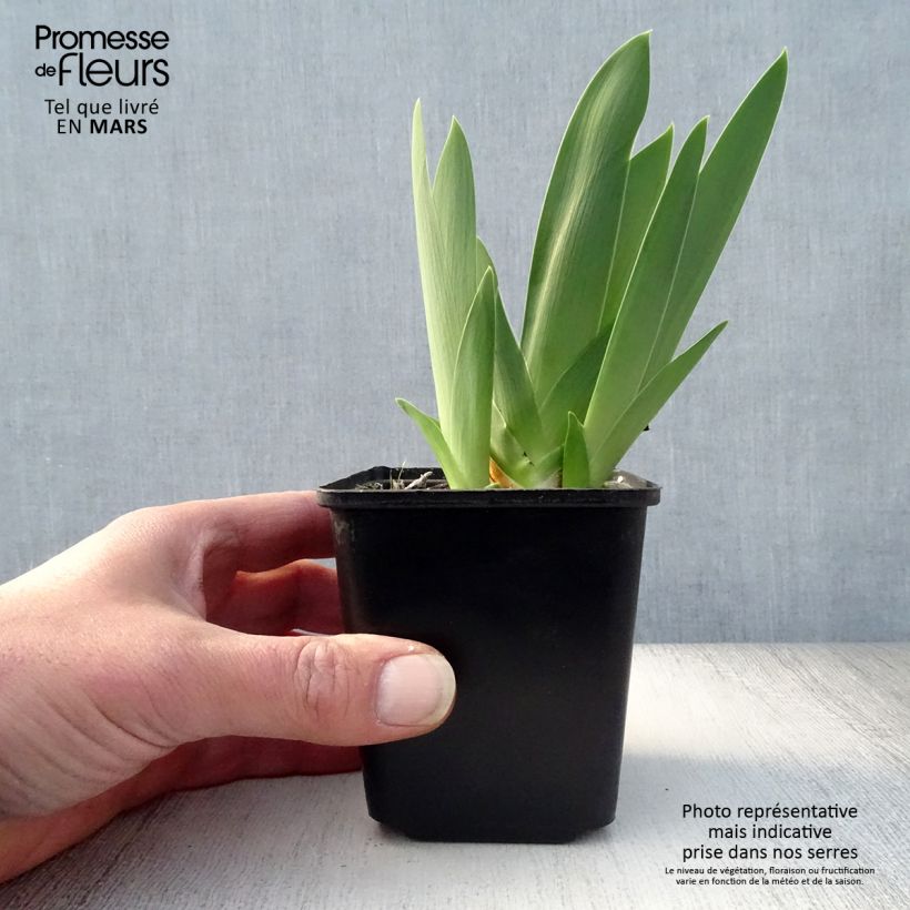 Example of Iris germanica Late Lilac - Giaggiolo paonazzo Vasetto da 8/9 cm as you get in printemps