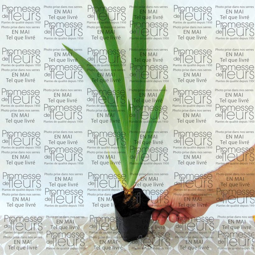 Esempio di esemplare Iris germanica Latin Lady - Giaggiolo paonazzo Vasetto da 8/9 cm come consegnato