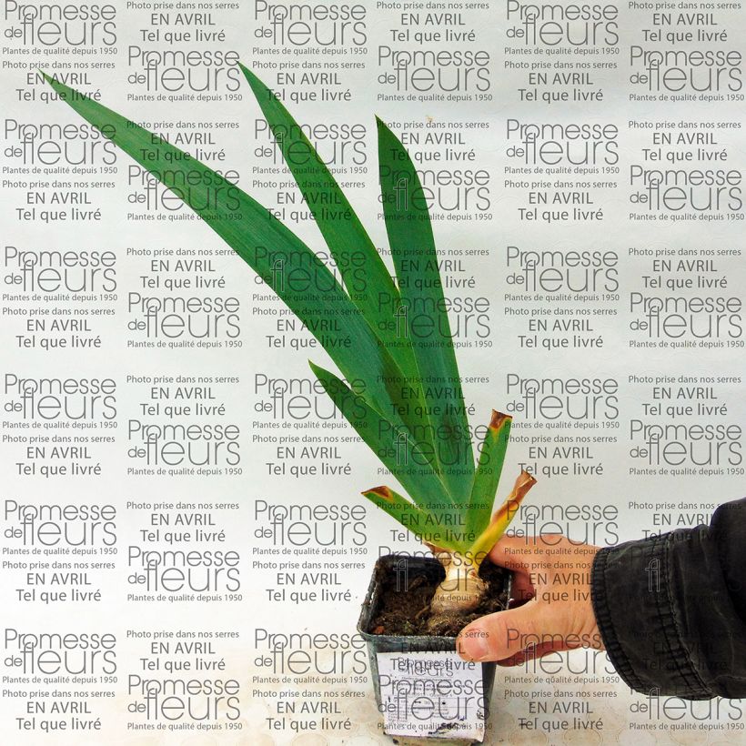 Esempio di esemplare Iris germanica Let's Boogie - Giaggiolo paonazzo Vasetto da 8/9 cm come consegnato