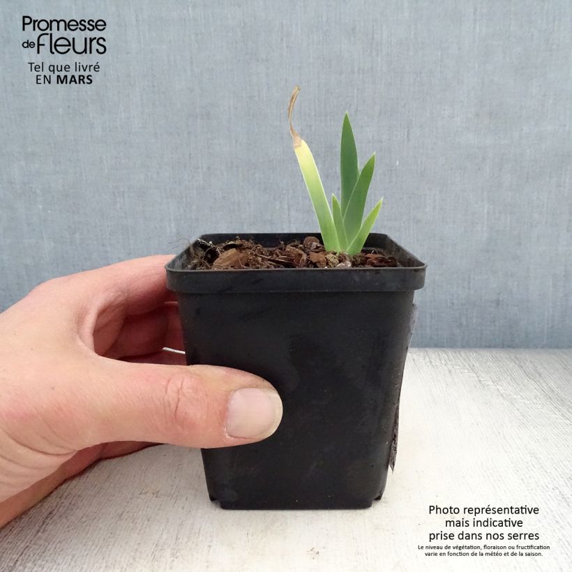 Iris germanica Ma Mie - Giaggiolo paonazzo Vasetto da 8/9 cm esemplare consegnato in primavera